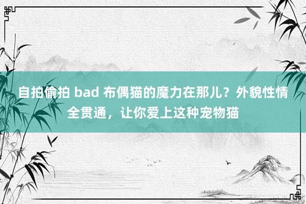 自拍偷拍 bad 布偶猫的魔力在那儿？外貌性情全贯通，让你爱上这种宠物猫