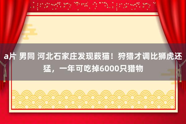 a片 男同 河北石家庄发现薮猫！狩猎才调比狮虎还猛，一年可吃掉6000只猎物